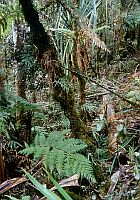 Tropical primary forest, West Papua (2002)