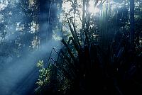 tropical primeval forest near Wamena, West Papua (2002)