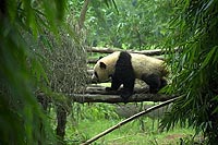 Panda Breeding Base, Sichuan (2000) 