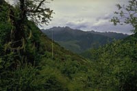Forest above Barkam, Sichuan (1994)