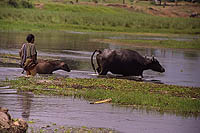 Crossing the Rapti River, Sauraha (2001)