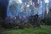 tropical primeval forest near Wamena, West Papua (2002)