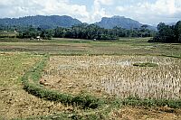 near Rantepao, Tana Toraja, Central Sulawesi (2002)